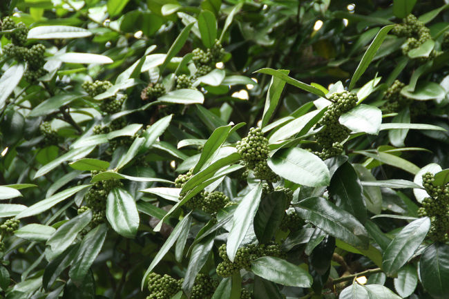 大安禅寺　タラヨウの木