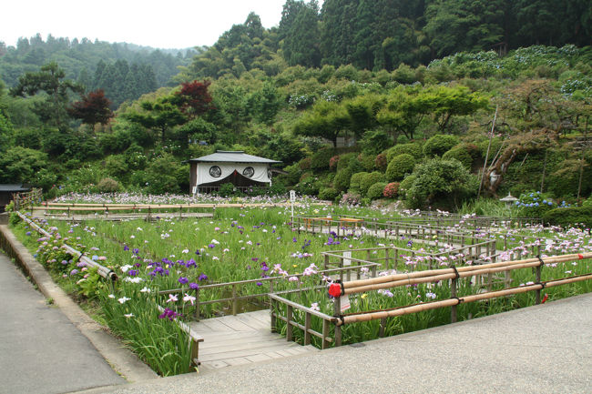 大安禅寺　花菖蒲園