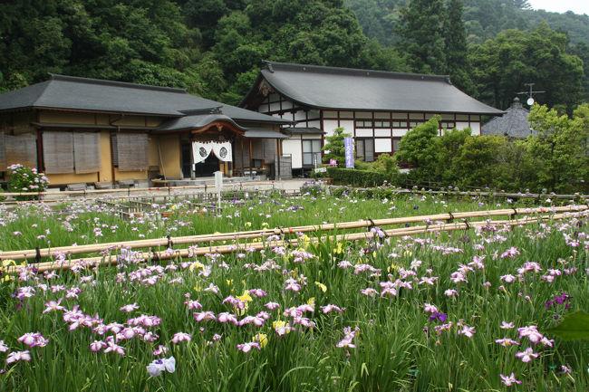 大安禅寺　花菖蒲園