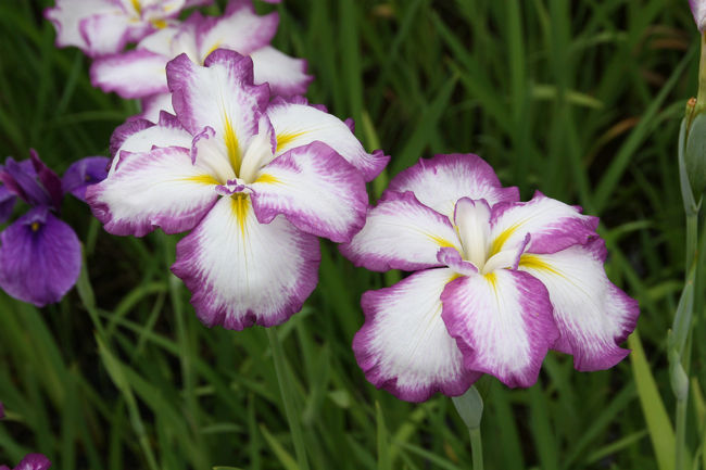 大安禅寺　花菖蒲