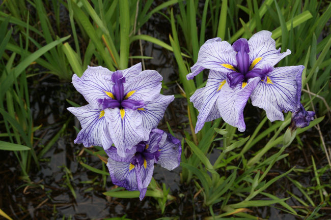 大安禅寺　花菖蒲