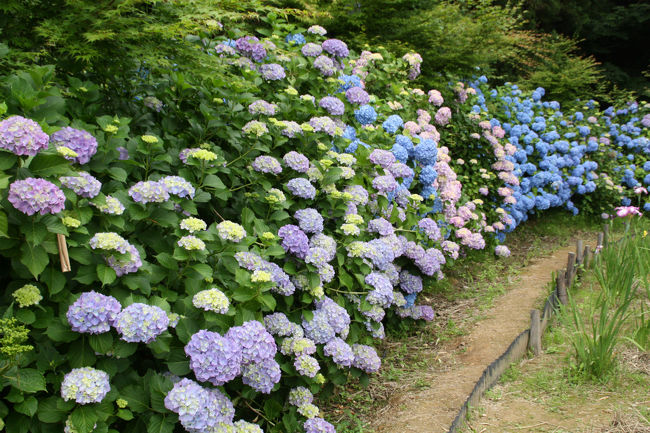 大安禅寺　紫陽花