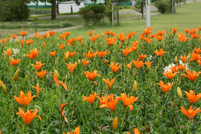 ゆりの里公園　百合