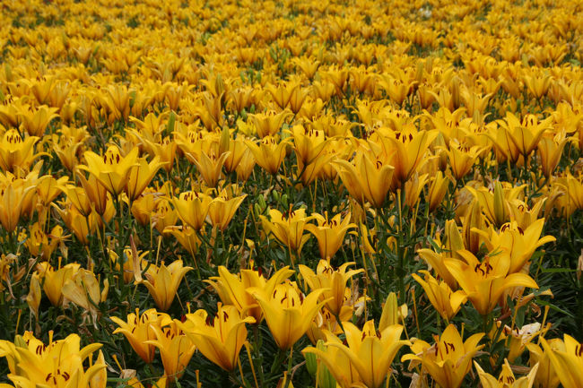 ゆりの里公園　百合