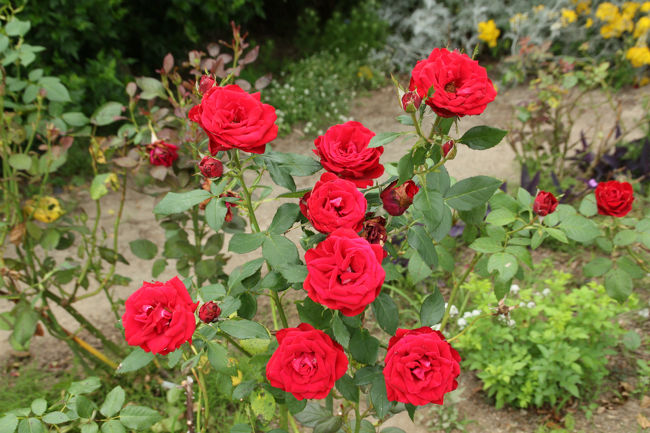 ゆりの里公園　バラも咲いています