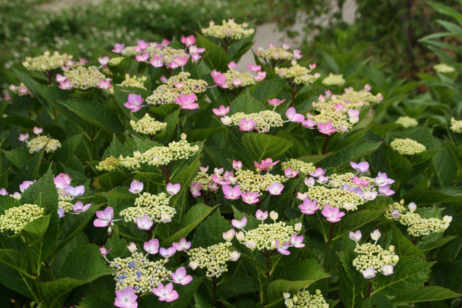 ゆりの里公園　紫陽花も咲いています