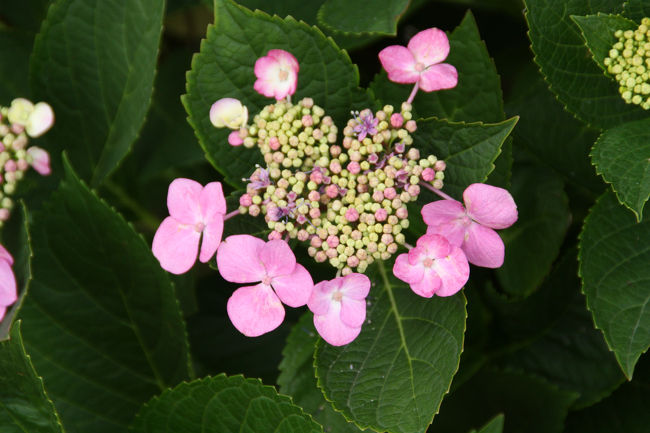 ゆりの里公園　紫陽花