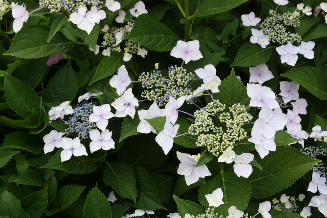 ゆりの里公園　紫陽花<br /><br />この後、本日の宿あわら温泉に向かいました。<br /><br />「６月の福井を楽しむ　庭園・花菖蒲・紫陽花・百合・歴史3　北潟湖畔花菖蒲圓と吉崎御坊」に続く<br /><br />