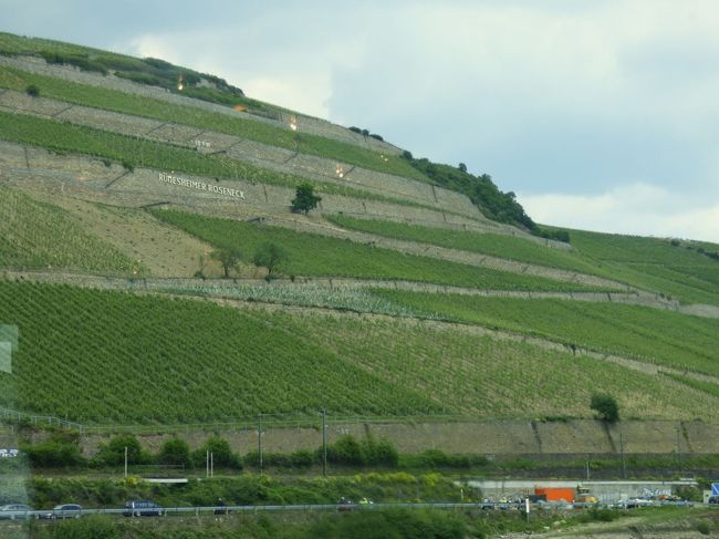 全山、これ葡萄畑！