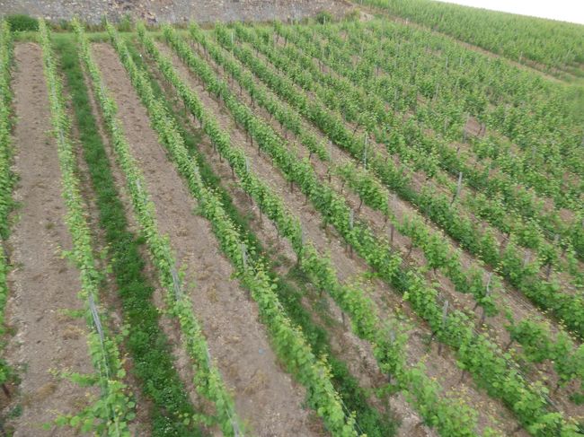 したはず〜っと葡萄の畑です。どうも、この畑を見ると「葡萄酒の畑」っていっちゃいますよね。