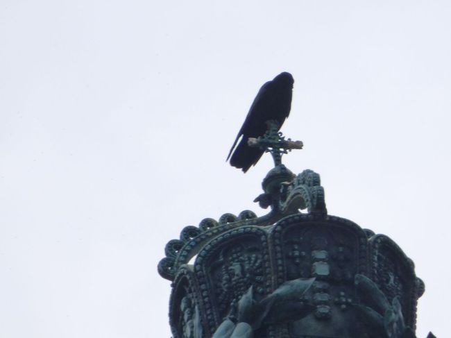 あ、冠の上に烏！