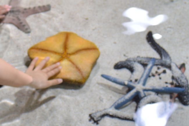 ヒトデなど触れることができます。