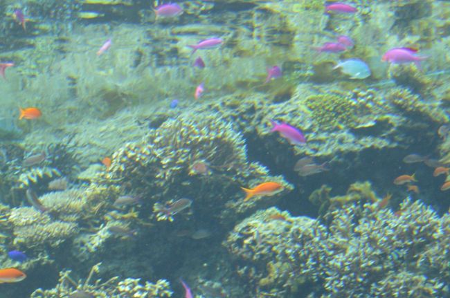 色とりどりも魚たちがいます。