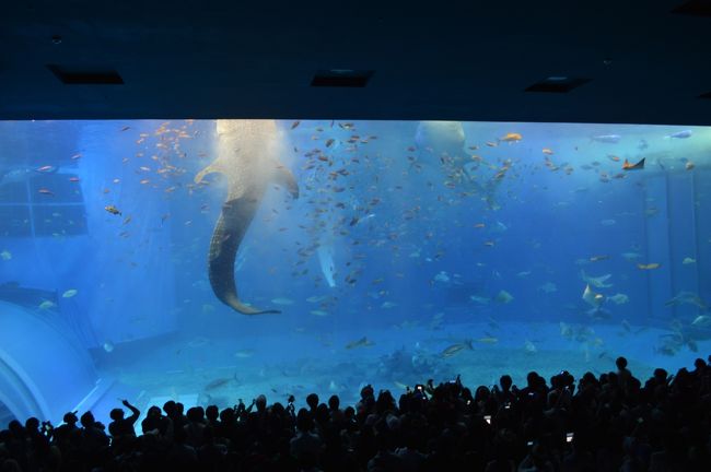 ジンベイザメのお食事時間。<br />前の方に近寄れないくらいの人々です。