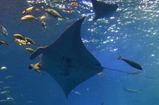 マンタが泳ぎます。