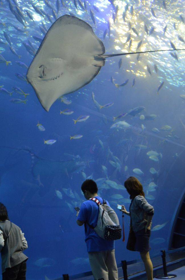 エイが飛んでるようです。