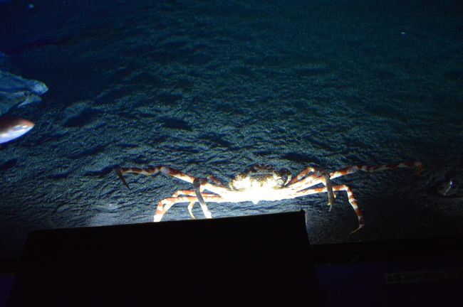 タカアシガニもいます。