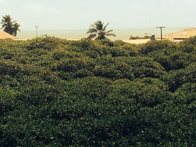 カシューナッツの木