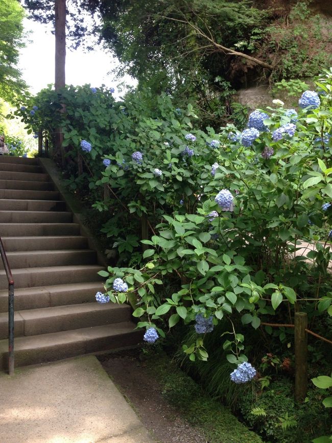 さすが“あじさい寺”と呼ばれるだけあって、入ったところからあじさいだらけ☆<br />青色がとてもきれいです。