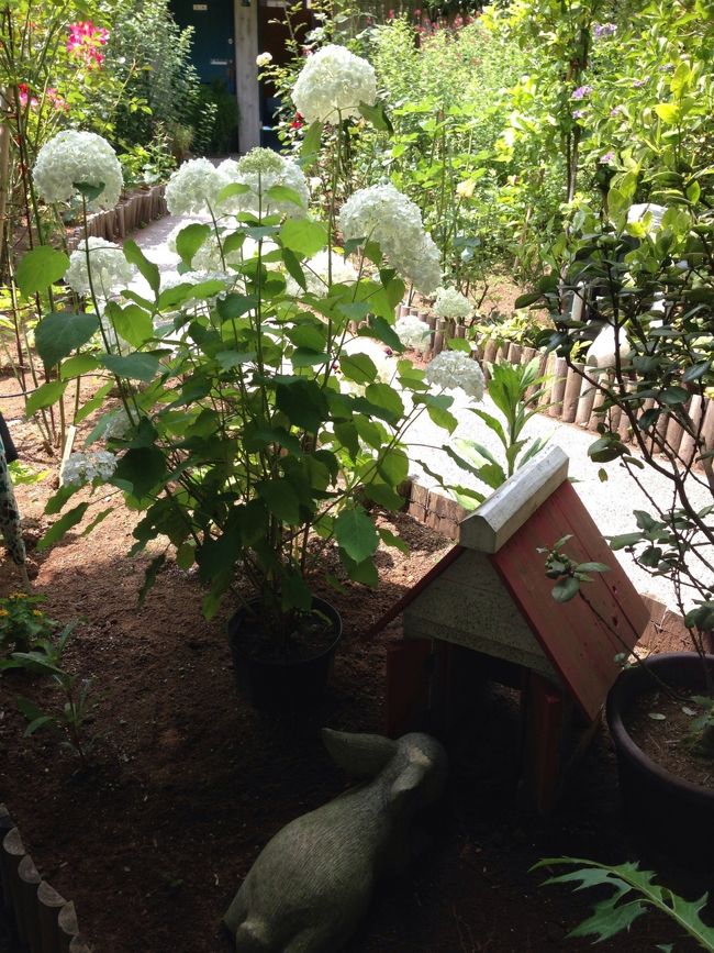 トイレ前には白いあじさいなどもありました。