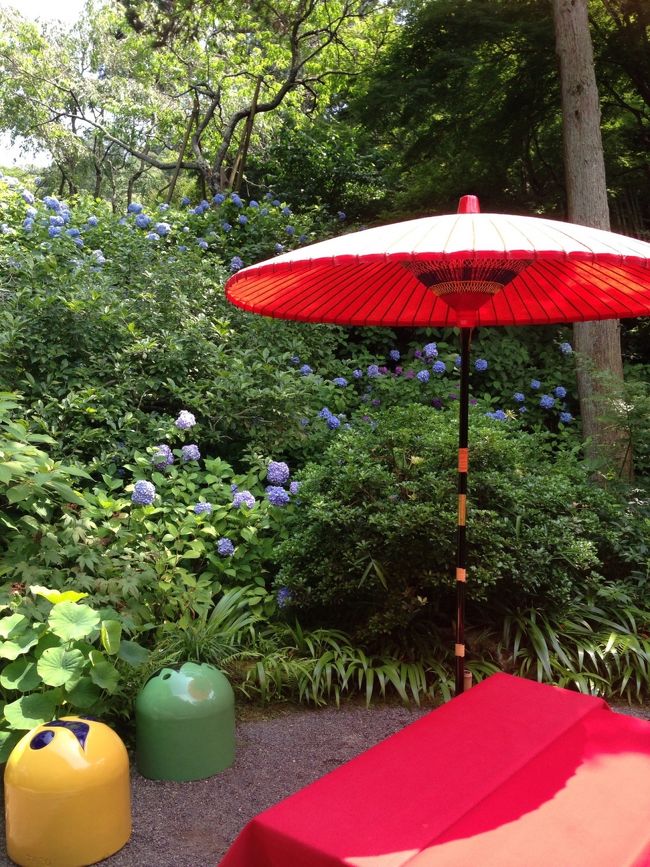 赤の傘と青のあじさいの色の組み合わせが素敵！