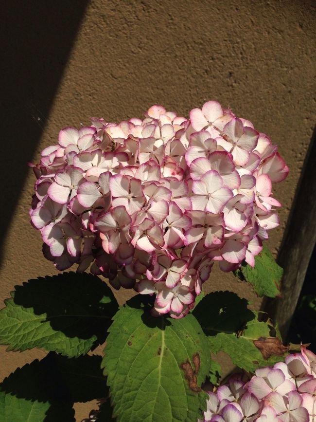 めずらしい色？