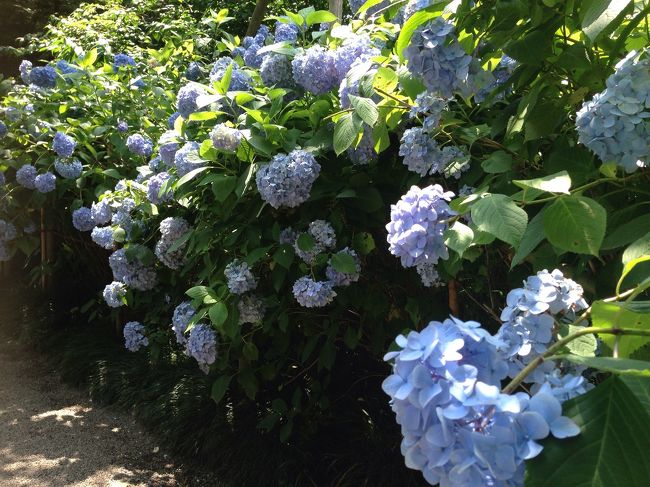 上にのぼっていって。青色の道♪