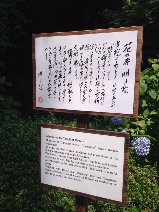 95%が姫あじさいという種類だそうです。