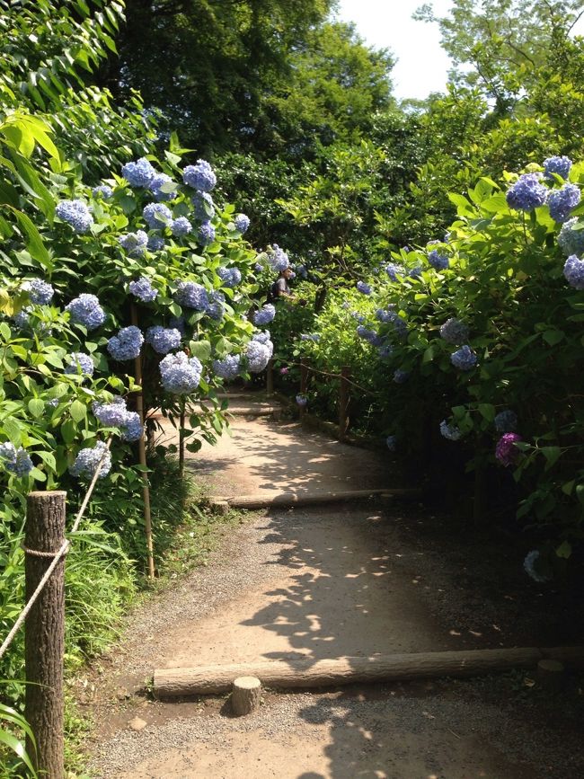 もう少し青色の道をのぼって……