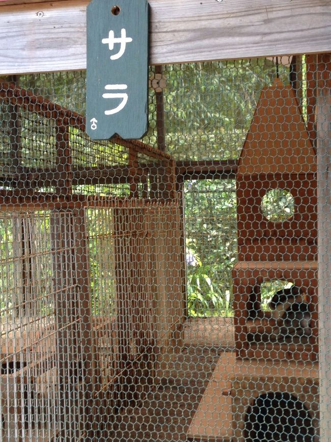 見えにくいけど、右下にサラ君が！