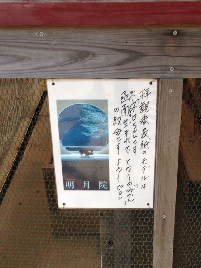 明月院の素敵なパンフレットの表紙は、ちゃんとモデルうさぎさんがいたんですね！