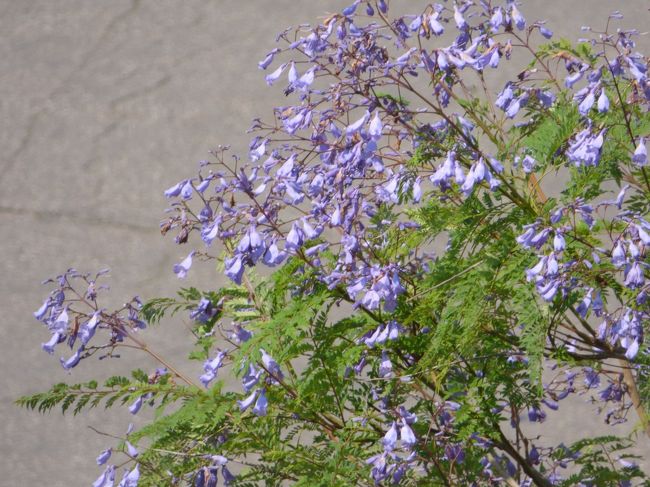 　この時期はどこへ行っても花盛りで、本当に歩いているのが嬉しくなる季節ですね。