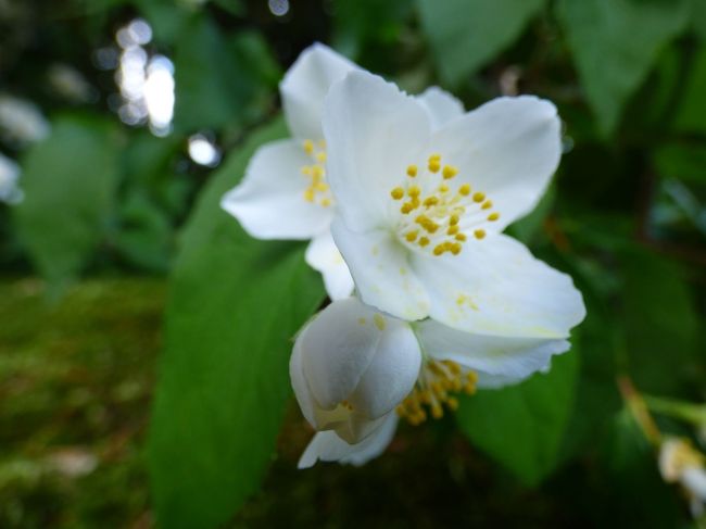 　なんだか壮大なお屋敷があってですね、法面が全部そのお宅のお庭だったりしている一角がありますよ。