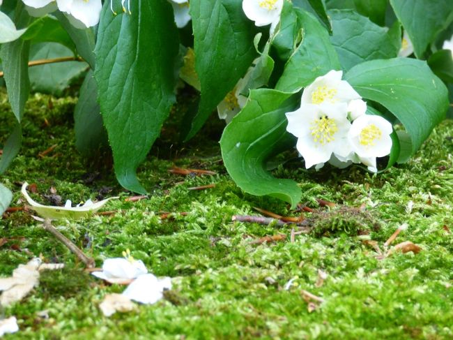　でもって、花が咲き乱れていて。