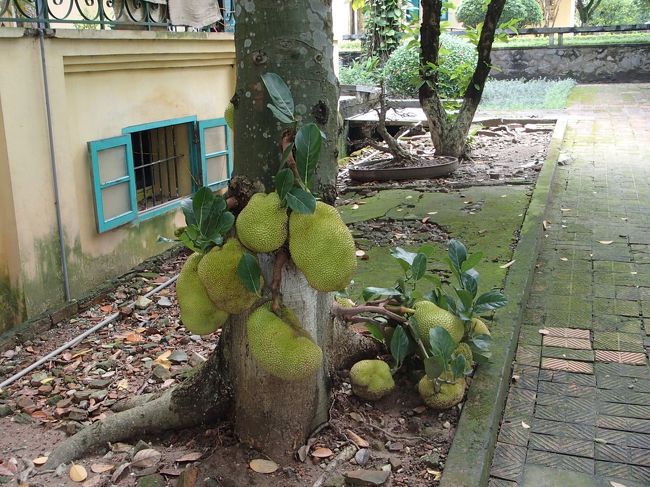 ジャックフルーツの実？だったかな？？