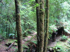 ひたすらウォーキングが続きます。このツアーは歩きまくりだったので、歩数計を持っていたらすごい記録になっていたことでしょう。

タスマニア原生地域（Tasmanian Wilderness）

オーストラリア最大の自然保護区のひとつで、面積は約138万ha。タスマニア州全体の20％を占め、世界遺産に登録されています。