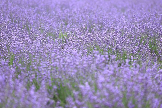 ラベンダーに恋して メナード青山リゾート ハーブガーデンを歩く 伊賀 上野 三重県 の旅行記 ブログ By はな さん フォートラベル