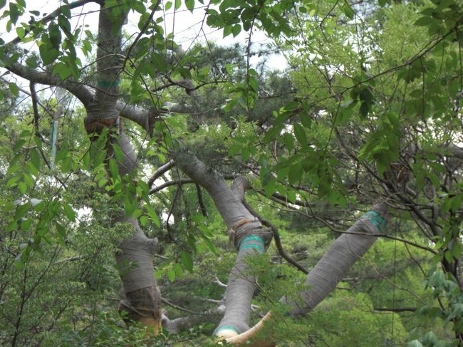 母が気に登っていたリスを発見しなぜか興奮（笑）<br /><br /><br />写真に収めようとしたら見失い。。。。がっくし