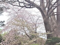 ＜老三樹＞
桑と桜と栓の木が同じ箇所から互いに根を抱き合っている。
推定樹齢は桑が1330年、桜が630年そして栓は230年という老三樹。
この名木は、今も住民のシンボルとして愛されています。