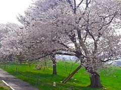 ＜静内二十間道路桜並木＞
日本一の桜並木。約3,000本の桜が直線７kmに渡って咲き誇る。かってこの地にあった宮内省の御料牧場を視察する皇族の行啓道路として造成されたのがはじまりとされています。
