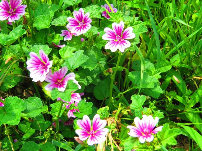 道端に咲く花、名は？