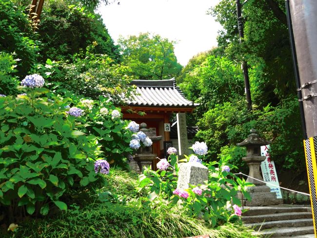 矢田寺（別称、あじさい寺）<br /><br />まだ間に合うかな<br />満開の紫陽花