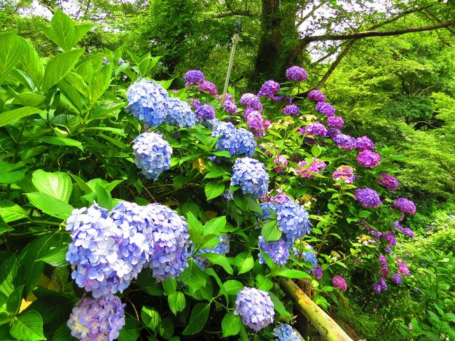 矢田寺・あじさい園<br /><br />矢田寺の名は万葉の昔から<br />地名が矢田の里にあった事が由来する