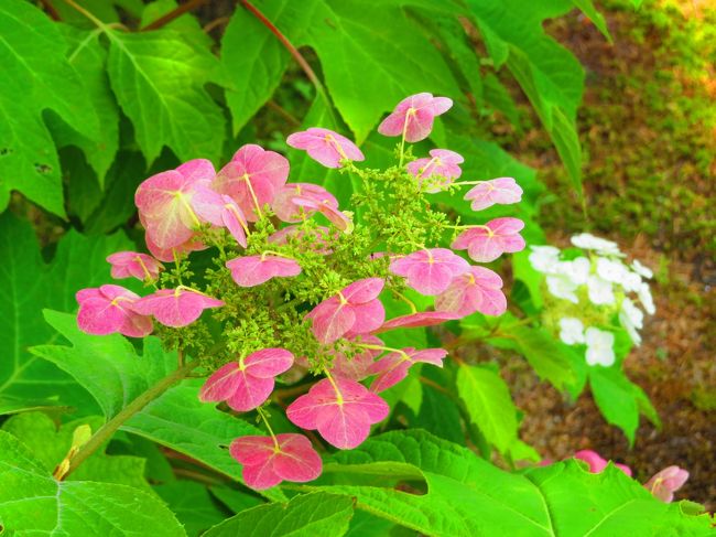 アジサイ園内をブラブラ