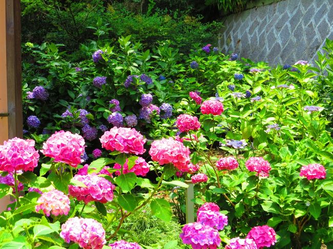 ハート型の紫陽花を探してブラブラします