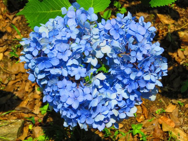 これでしょうか、ハート型の紫陽花<br /><br />４トラの皆さんの旅行記で見たもので必至のパチで探しました