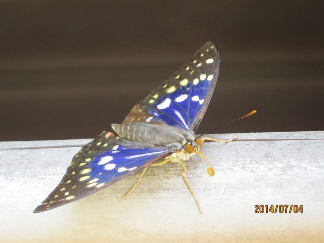 国蝶「オオムラサキ」のオス<br /><br />潮来メジロさんに教えていただきました