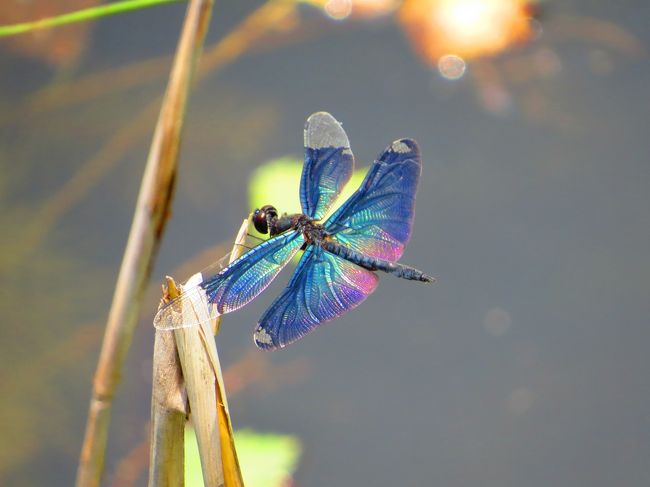 チョウトンボ<br /><br />先日、服部緑地・蓮池で撮影<br /><br />チョウトンボ、よく見れば羽も鮮やかですね