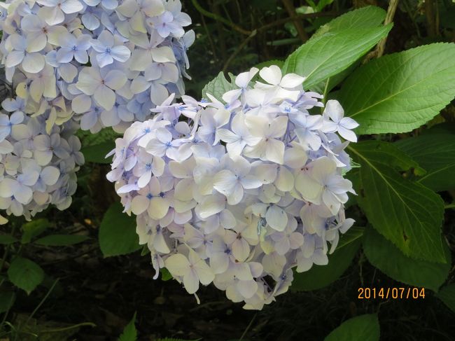 此れかな<br />白い紫陽花のハート型は？