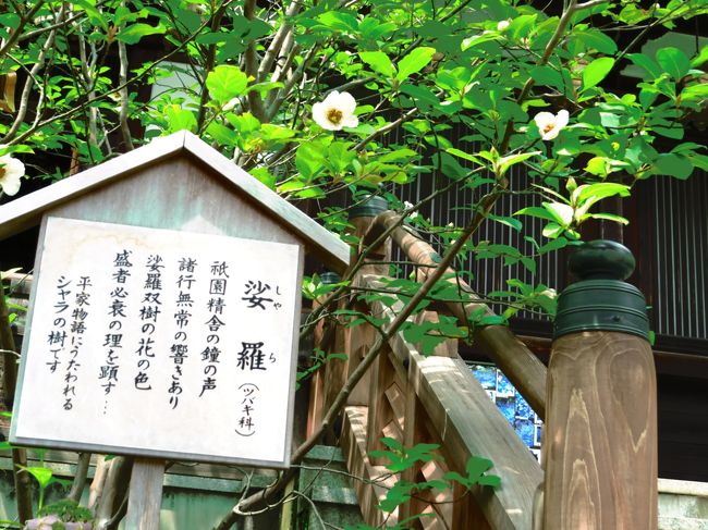 沙羅の花<br /><br />平家物語に出てくる<br /><br />祇園精舎の鐘の音・・・・・・